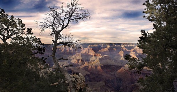 A cloudy sky over the Grand Canyon with tree branches in the foreground.