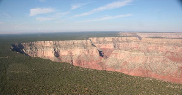 A sight of the Grand Canyon's edge, lined by the Kaibab National Forest.