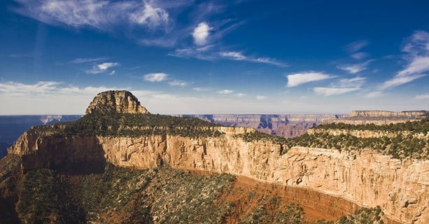 The lush greenery scattered across the Grand Canyon.